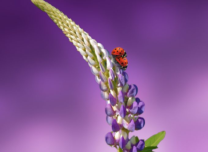 Wallpaper ladybird, 5k, 4k wallpaper, 8k, flowers, summer, Nature 103022779